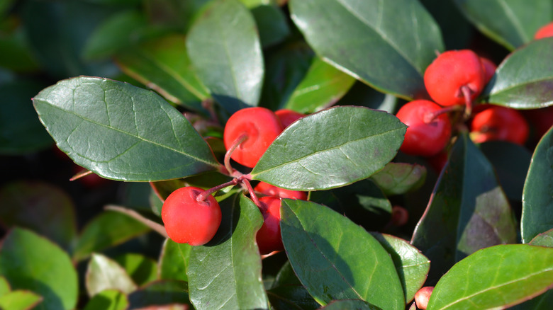 Wintergreen berries