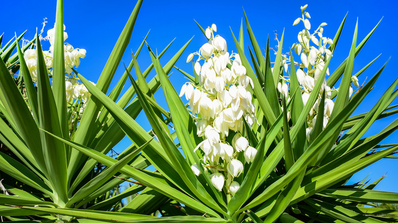 Flowering yucca shrub