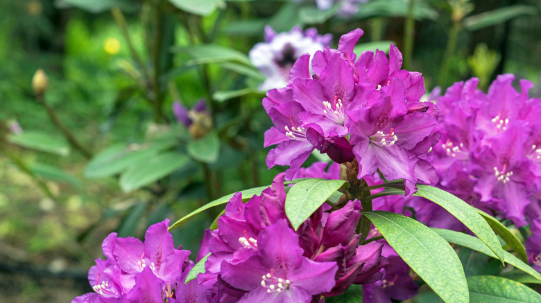 Azaleas bloom in spring