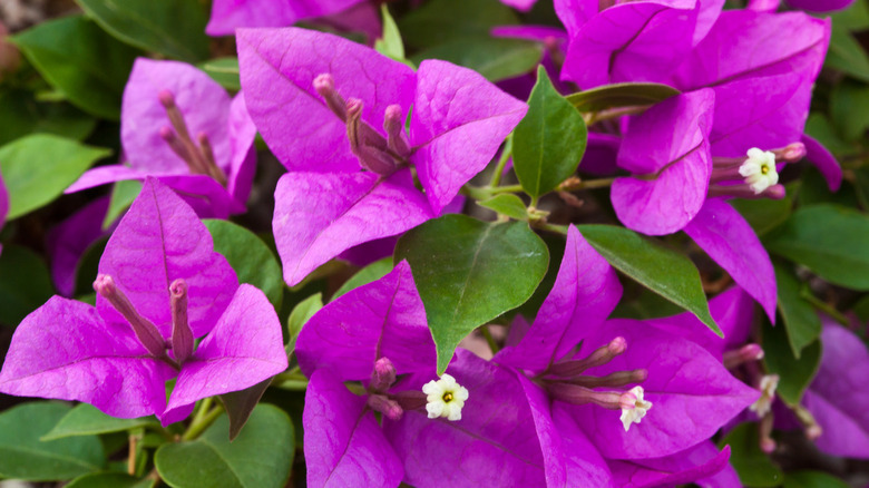 Purple bougainvillea flowers