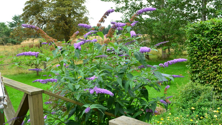 Butterfly bush in garden