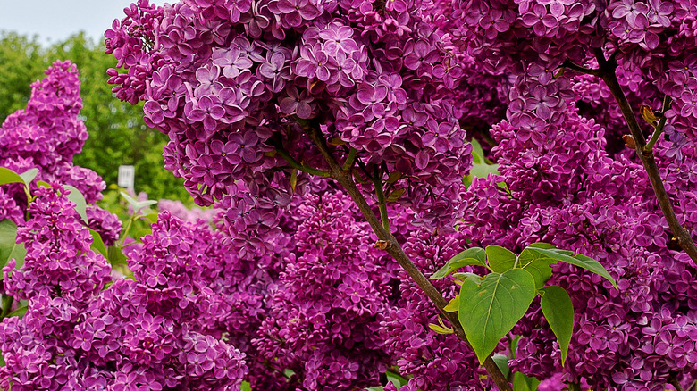 Lilac flowers