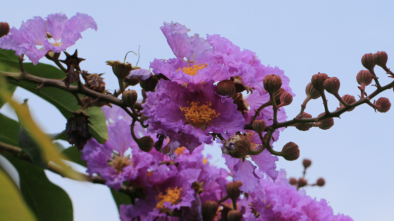 Crapemyrtle purple flowers blooming