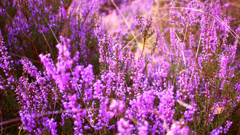 Autumn heathers