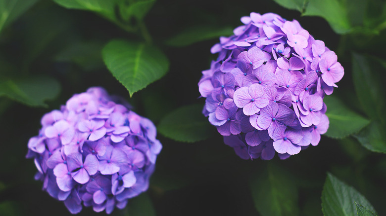 Two hydrangeas and leaves