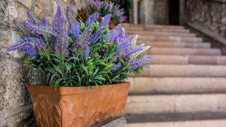 Lavender flowers