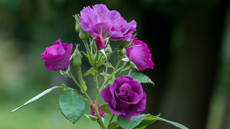 Purple roses in garden