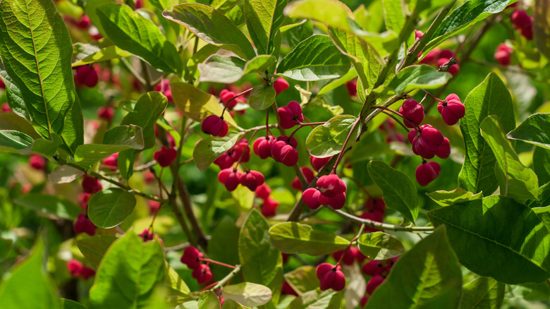 15 Shrubs You Can Plant That Produce Pretty Red Berries