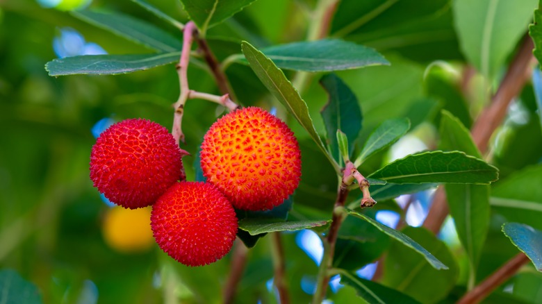 15 Shrubs You Can Plant That Produce Pretty Red Berries