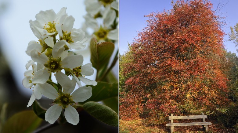 allegheny serviceberry blossom and tree