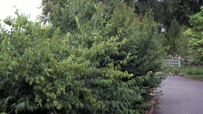 amercan hornbeam trees