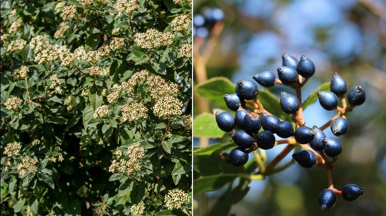 berries and flowers arrowwood eskimo