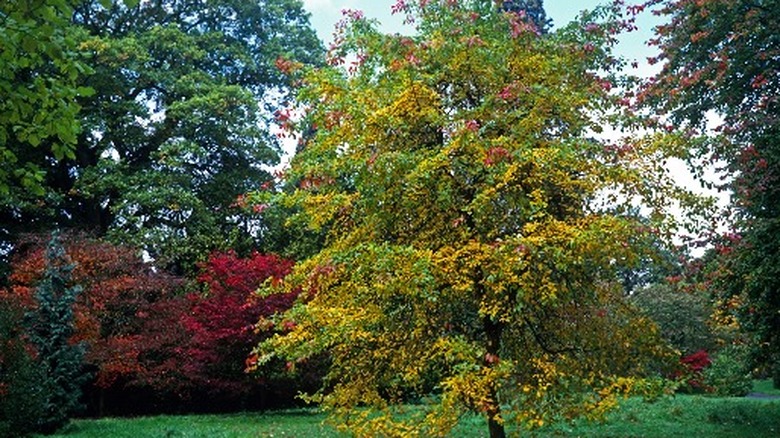 Black gum tree