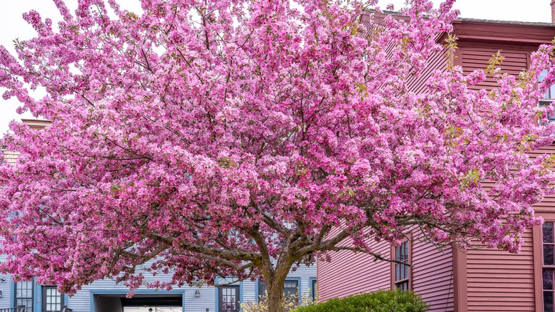 Eastern redbud tree