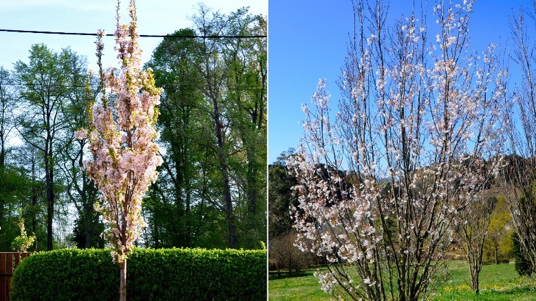 flagpole cherry trees