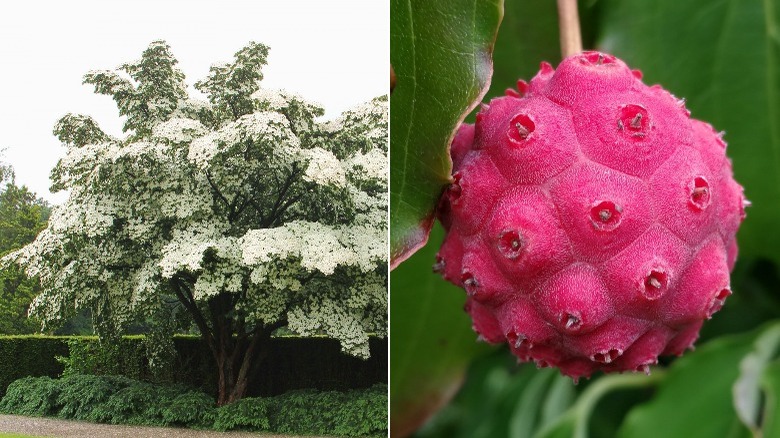 kousa dogwood berries and tree