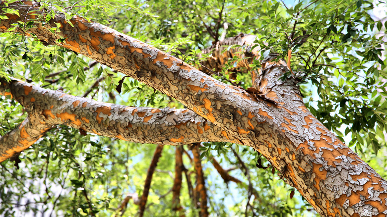 lacebark elm tree