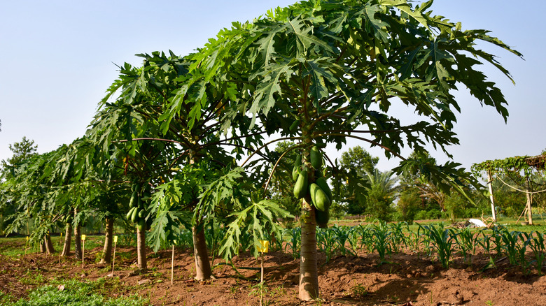 pawpaw tree