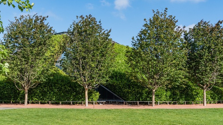 row of persian ironwood trees