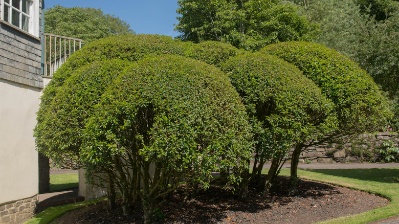 portuguese laurel trees