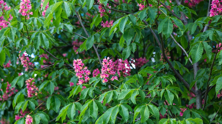 red buckeye flowers