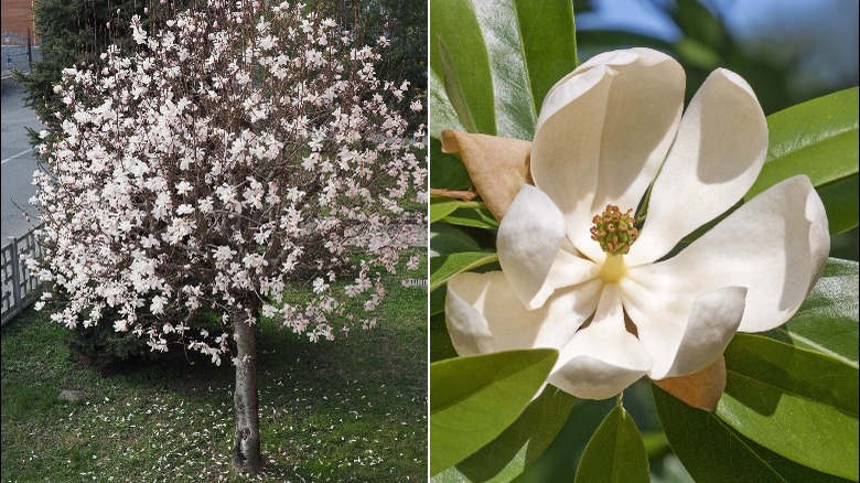 sweetbay magnolia tree and blossom