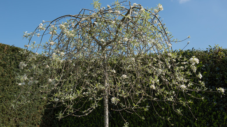 weeping silver pear tree