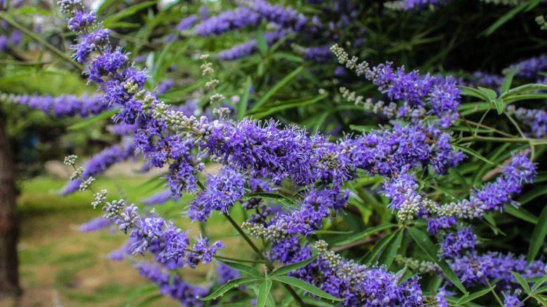 Flowers of chaste tree