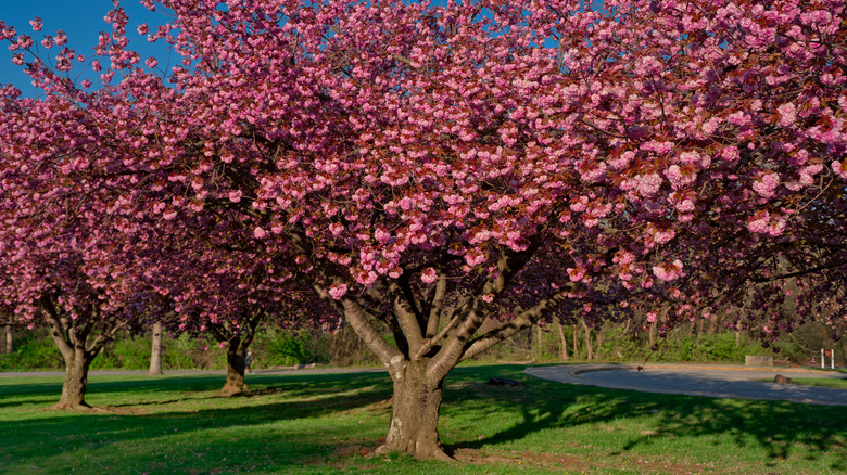 Crabapple tree