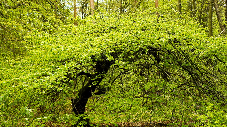 Dwarf chestnut oak