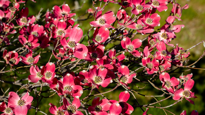 Flowering dogwood flowers