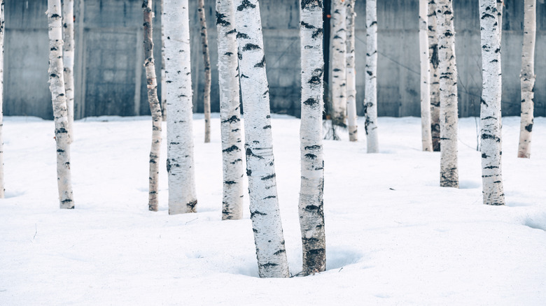 Birch trees in winter