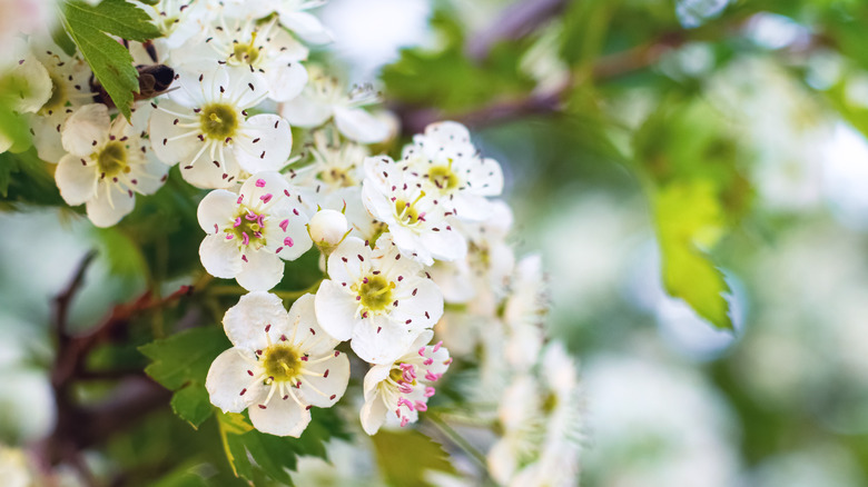 Hawthorn tree flowers