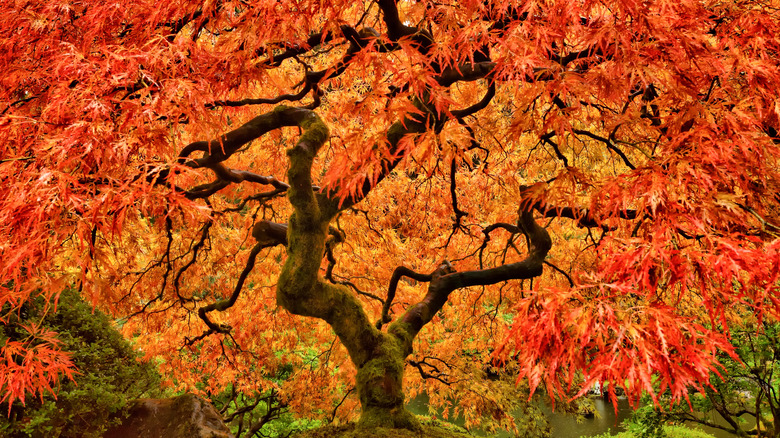 Japanese maple