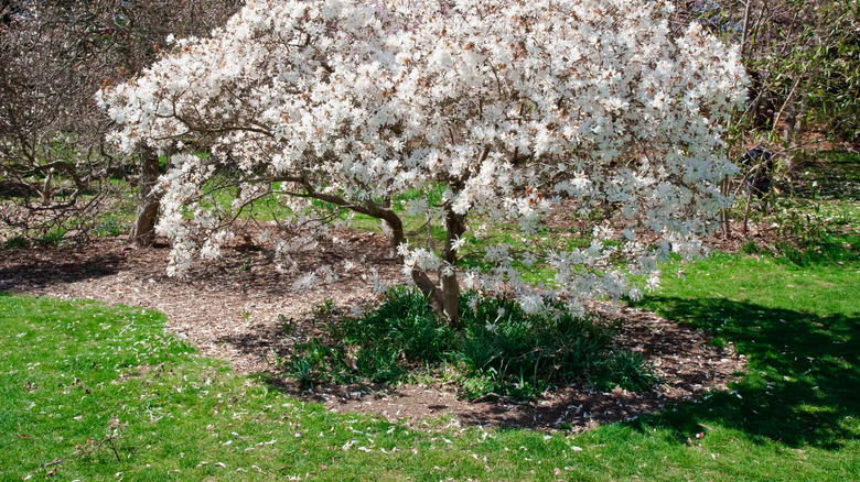 Star magnolia tree