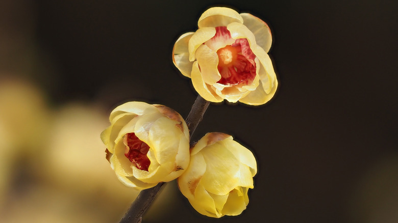 Wintersweet flower