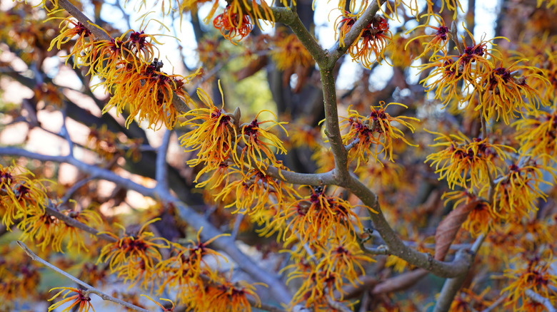 Witch hazel flowers