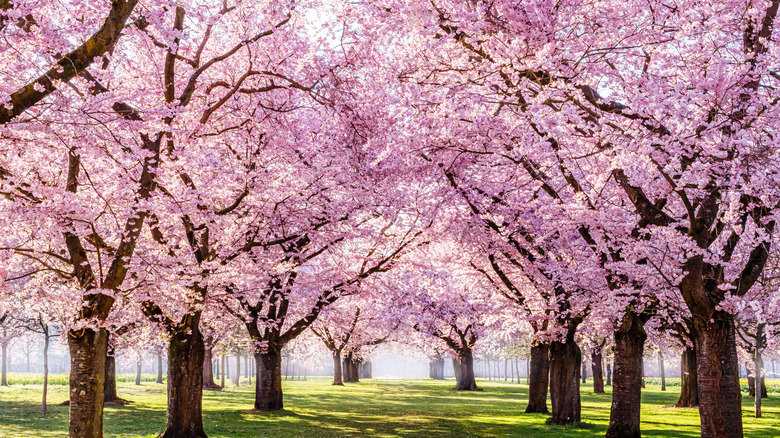 cherry blossom trees