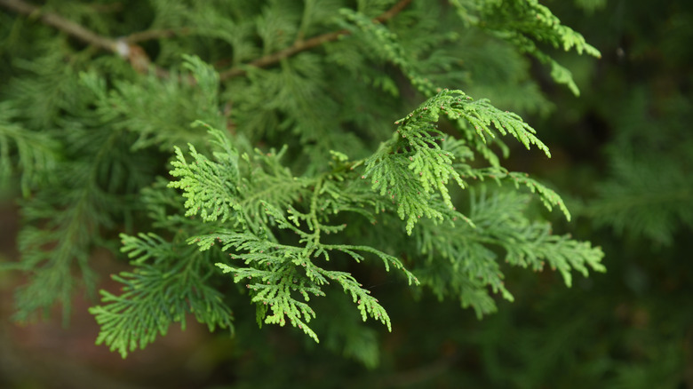 dwarf Hinoki Cypress tree