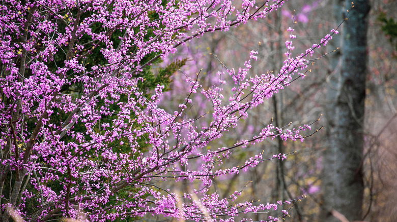 eastern redbud tree in blossom