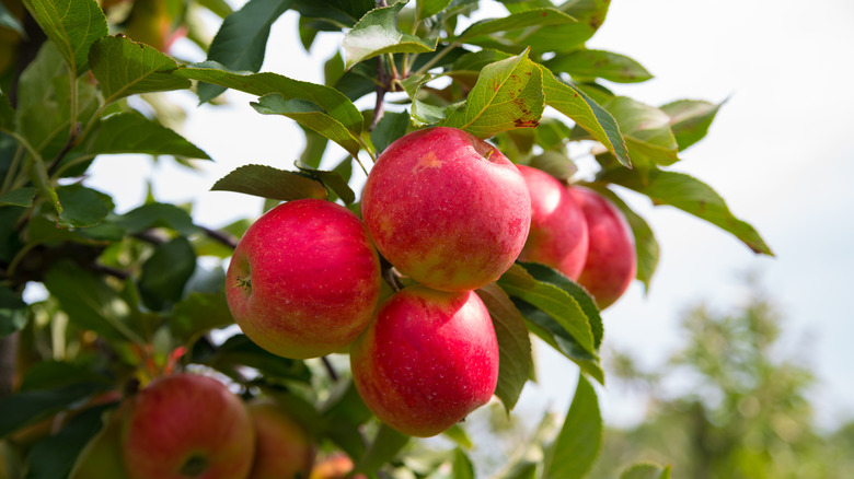 Espalier apple tree with apples