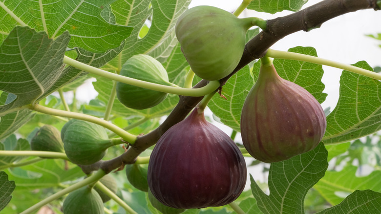 figs on tree branch