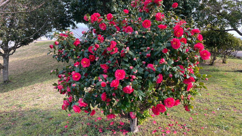 Japanese Camellia tree