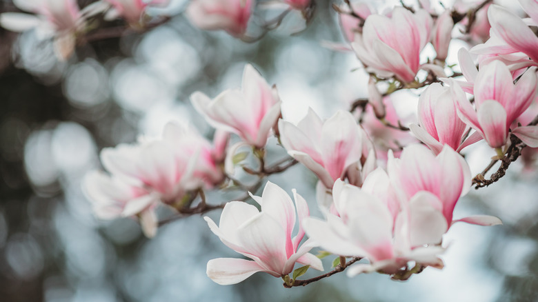 light pink magnolia