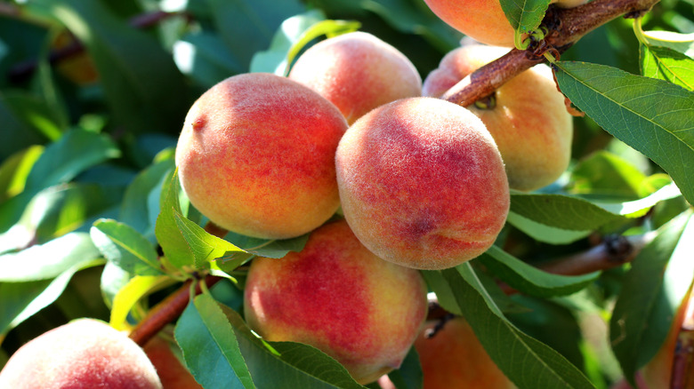 peaches on tree branch