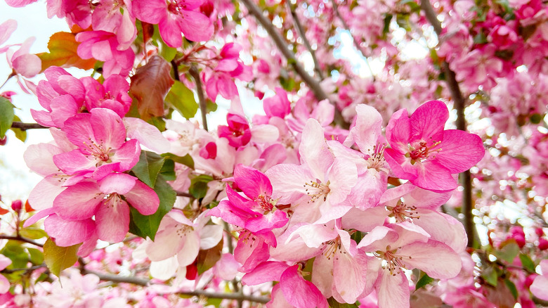 pink Prairifire Crabapple blossoms