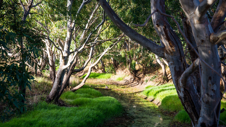 Snow gum trees