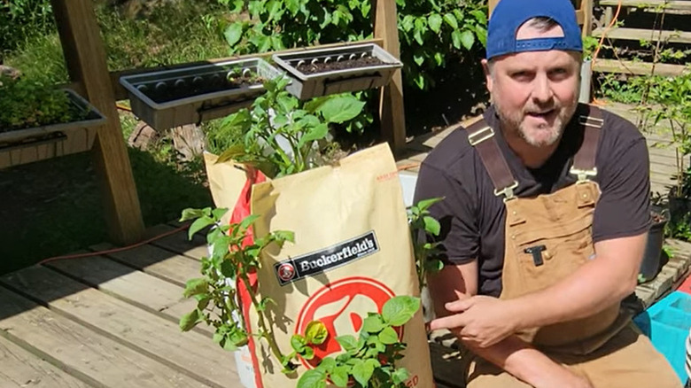 potatoes growing in upcycled bags