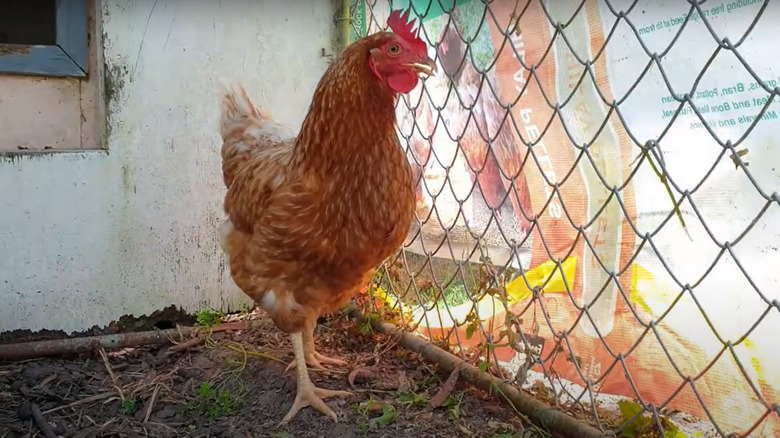 feed bag chicken coop protection