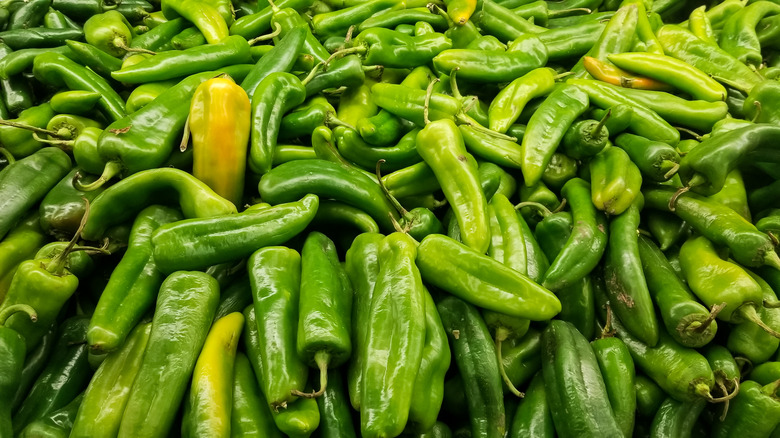 Capsicum annuum 'Anaheim'